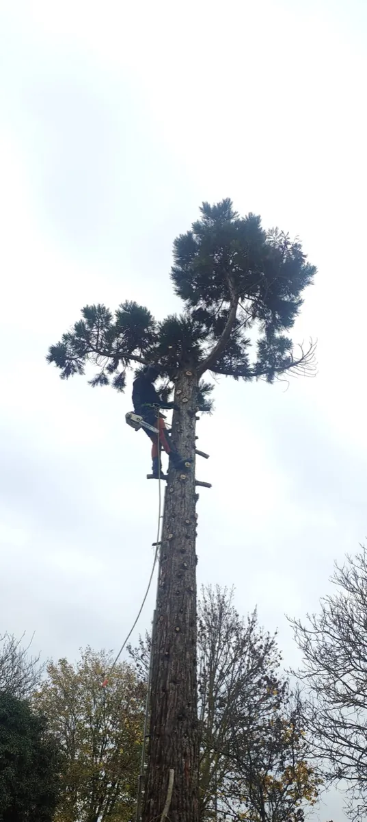 Élagueur encordé en tête d'un grand conifère, tronc déjà ébranché sur toute sa hauteur