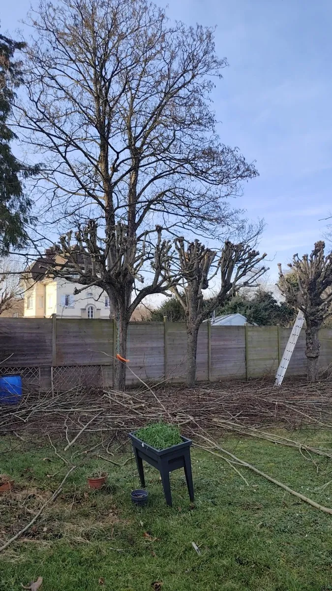 Arbres têtards fraîchement taillés en limite de jardin, branches rassemblées au sol