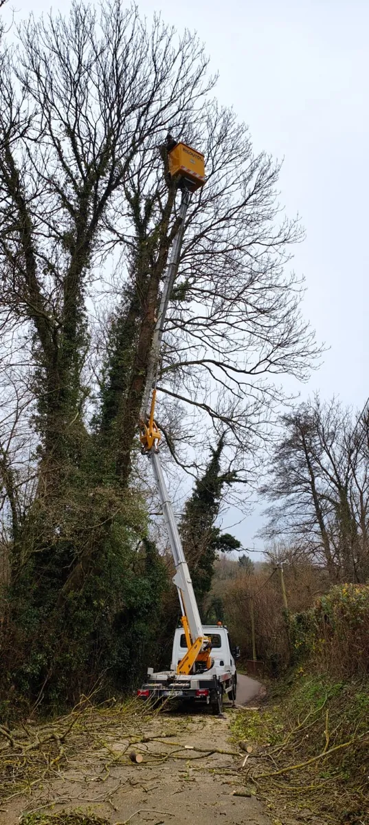 Élagage en hauteur assisté d'un bras de levage, arbres en fin de taille