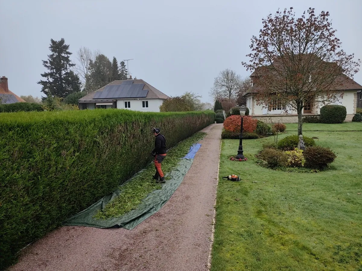 Allée bordée d'une haie taillée au cordeau, produit de taille en cours d'évacuation