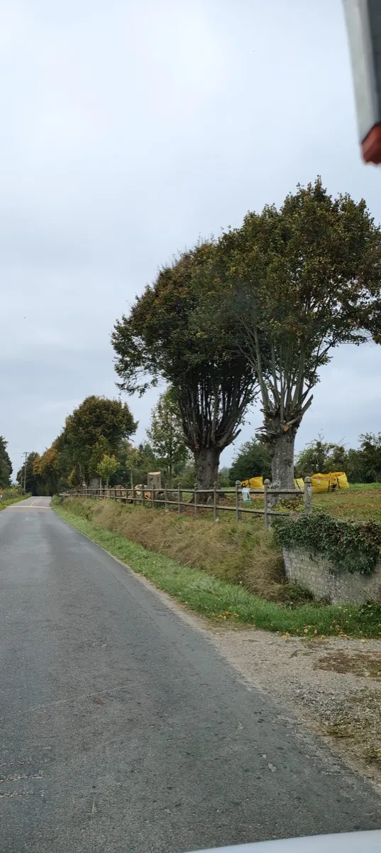 Route de campagne bordée d'un alignement d'arbres têtards recépés