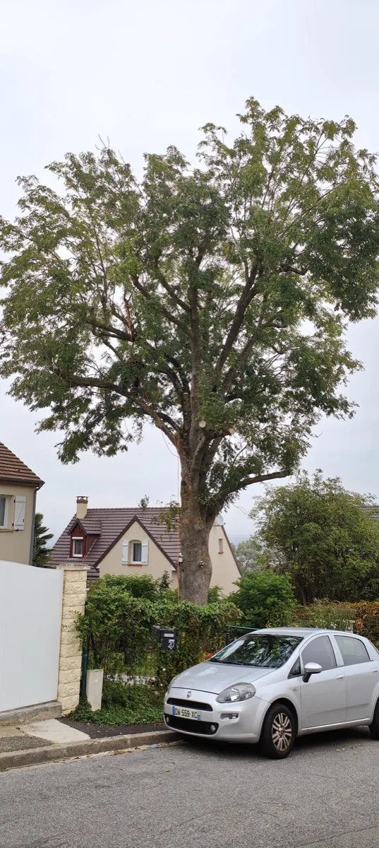 Grand arbre de rue conservé devant des maisons, couronne éclaircie