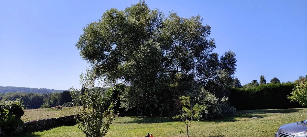 Arbre de plein vent dans un pré, couronne aérée après passage
