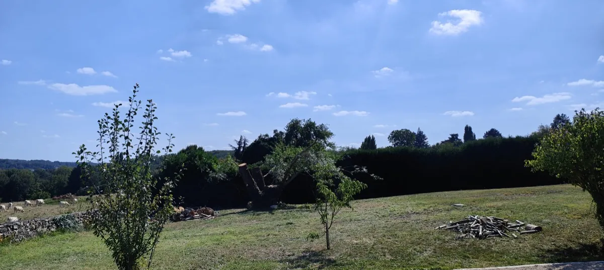 Pré planté d'arbres, bois coupé rassemblé en bout de parcelle